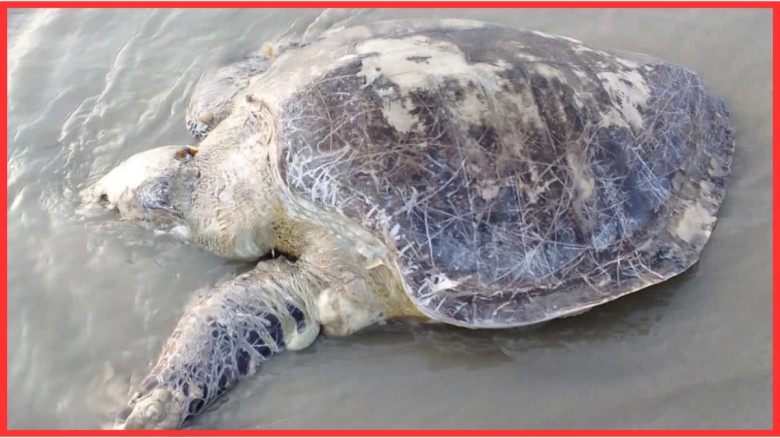 কুয়াকাটায় ভেসে এলো ৪০ কেজির মৃত অলিভ রিডলি কচ্ছপ, উদ্বেগ পরি